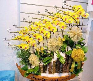 Chậu lan hồ điệp - 07